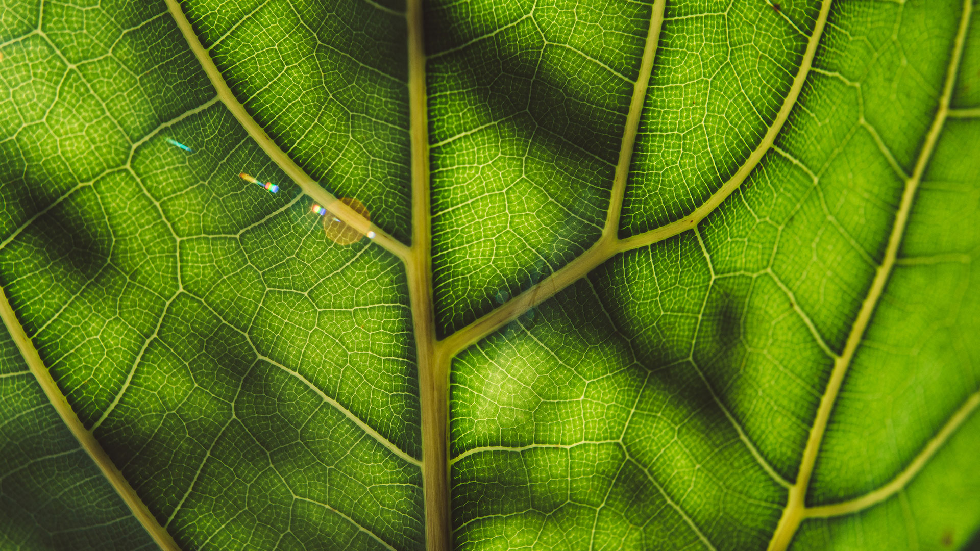 Close-up of a bright green leaf showing detailed veins and natural texture, with sunlight and soft shadows highlighting its intricate pattern.