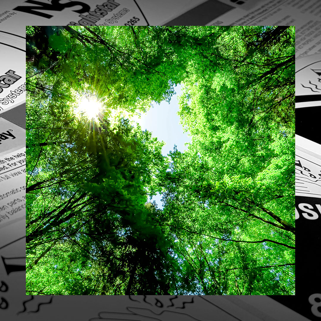 Sunlight streams through green tree leaves beneath a clear sky, framed by printed newspaper pages in the background.